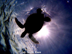 Green sea turtle. by Sayde Miura 